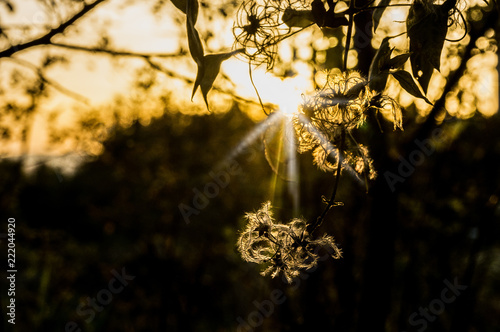Autumn in backlight