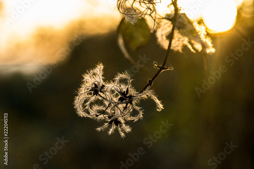 Autumn in backlight