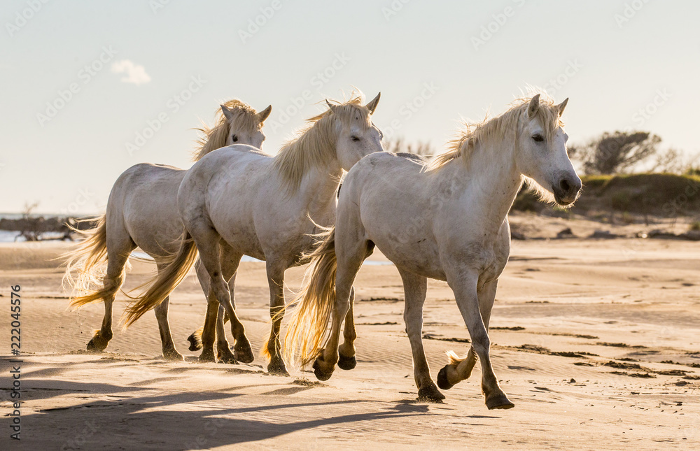 White Camargue horses are walking along the sand. Parc Regional de Camargue. France. Provence. 