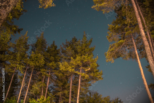 forest night sky © Alexander