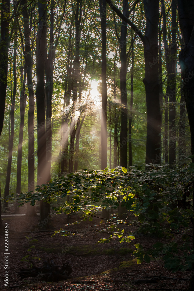Fototapeta premium Foggy morning in a swamp forest with beautiful sunlight
