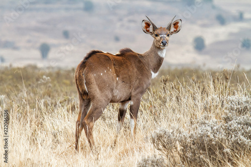Young male Mountain Nyala in the Bale Mountains National Park in Ethiopia