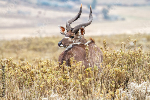 Dominant male Mountain Nyala in the Bale Mountains National Park in Ethiopia
