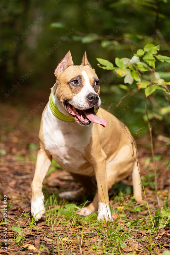 Red and white dog walks outdoor at summer