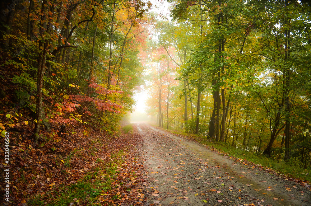 Obraz premium Autumn Forest Path