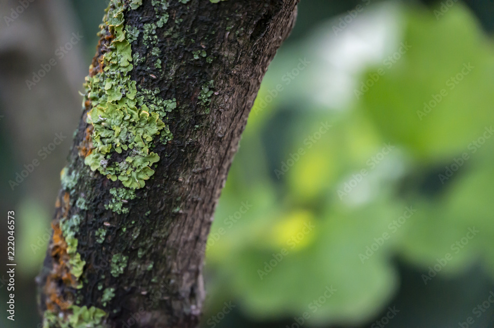 Bark of an old tree with a lichen. Focusing on the details, the emerald background is blurred. Green, yellow, orange. Nature concept for design