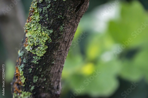 Bark of an old tree with a lichen. Focusing on the details  the emerald background is blurred. Green  yellow  orange. Nature concept for design