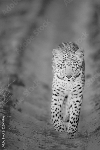 Wild Leopard