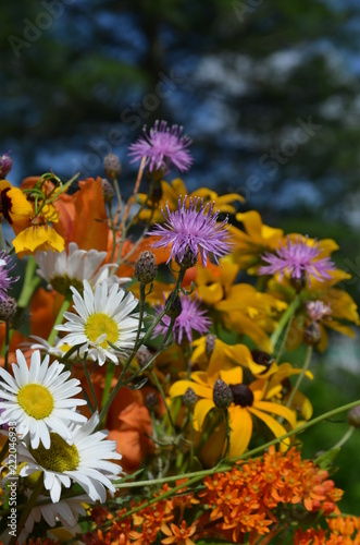 Wild Flowers