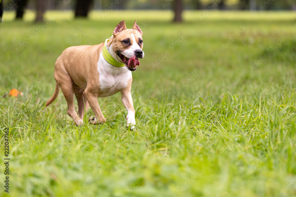 Obraz premium Red and white dog walks outdoor at summer