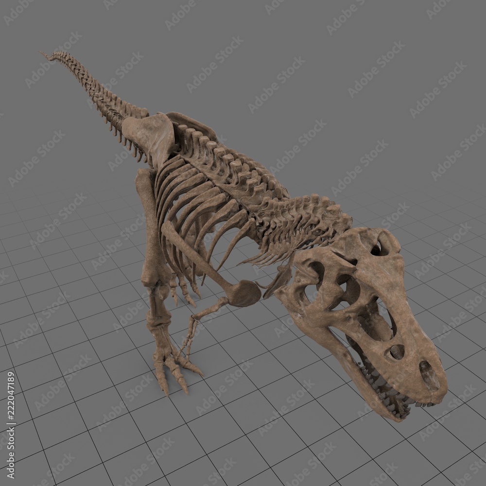 木彫 Tyrannosaurus rex 1/10 全身骨格模型 約97cm - メルカリ