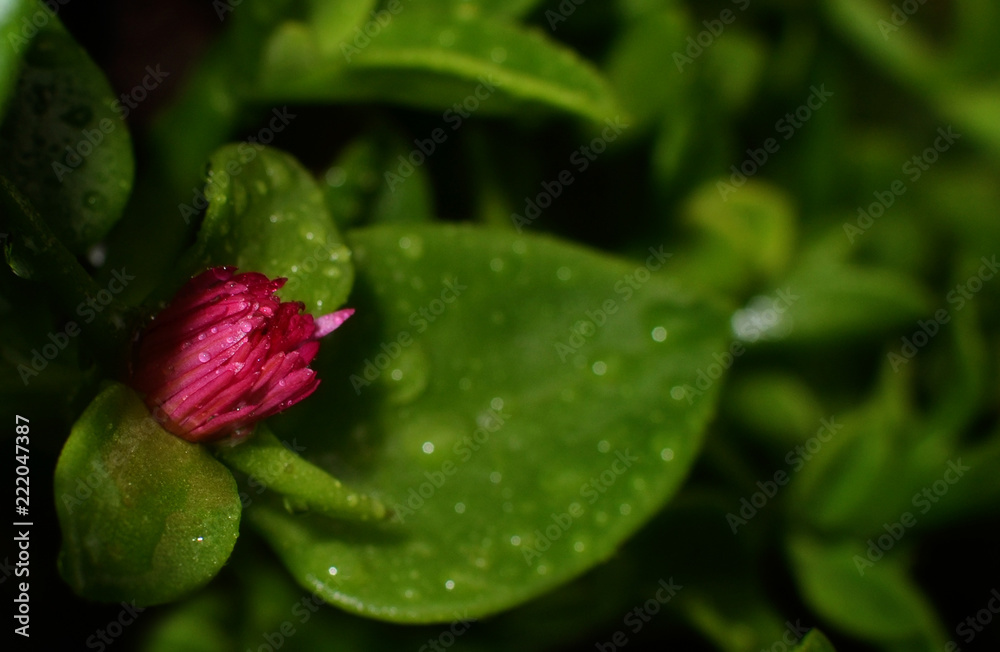 Bloom Peaks through Morning Rain on Left Bloom Peaks through Morning Rain on Left
