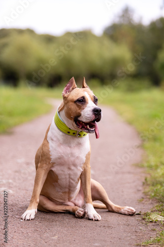 Fototapeta Naklejka Na Ścianę i Meble -  Red and white dog walks outdoor at summer