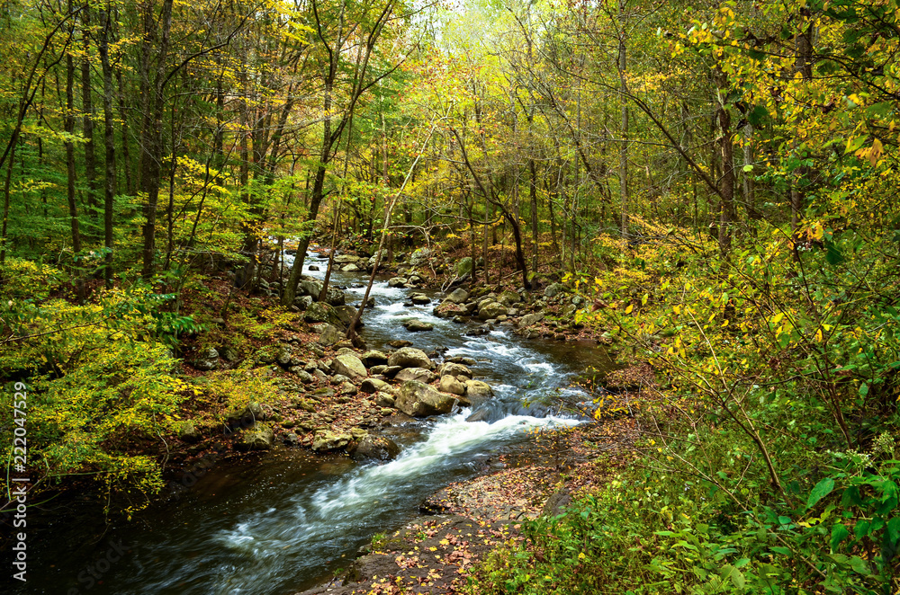 Obraz premium Sceneria lasu jesienią