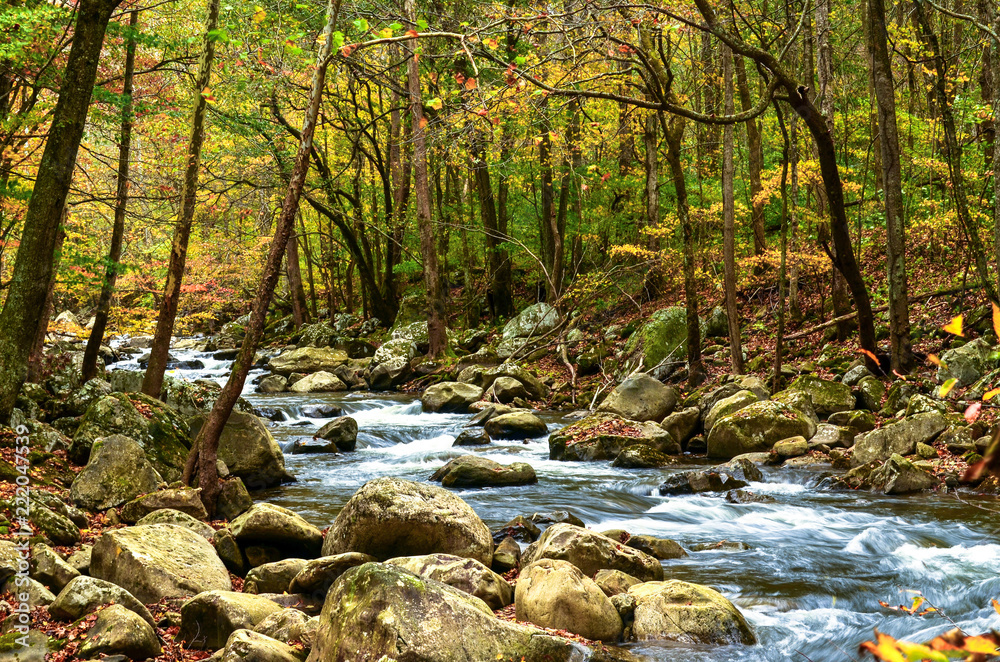 Autumn Forest Woods Scene Autumn Forest Woods Scene