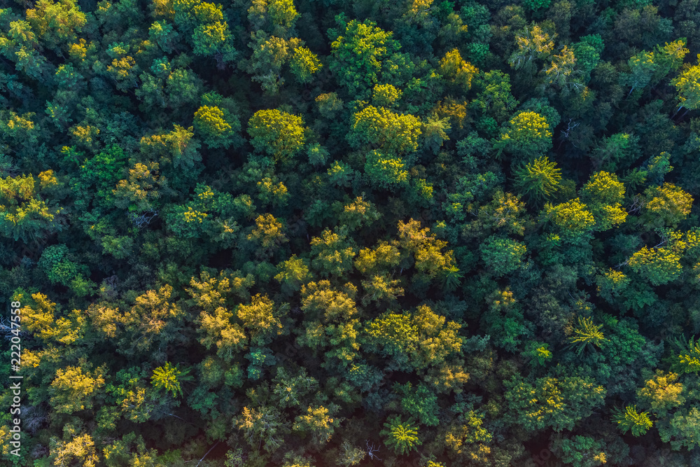 Aerial view of the forest, green background