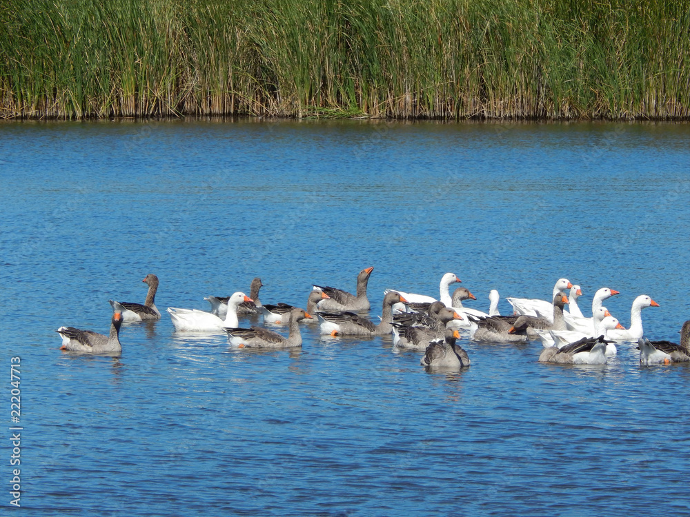 flock of geese swim in a beautiful river in a sunny summer