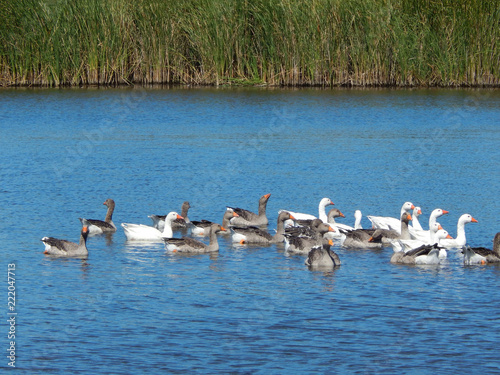 flock of geese swim in a beautiful river in a sunny summer © Наталья Бойко