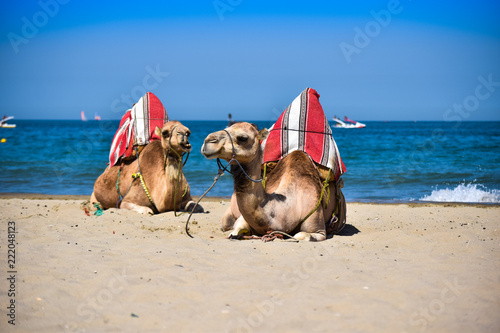 Beautiful Camel in Sea. Moroccan Coast Cabo Negro city, Morocco photo