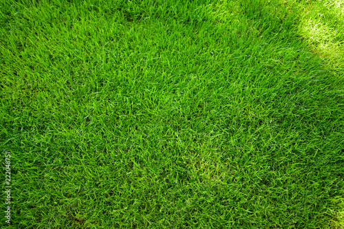 Perfectly mowed fresh garden lawn in summer. Green grass with sunspots.