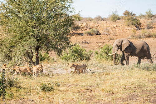Fototapeta Naklejka Na Ścianę i Meble -  Elephant scares away lion pride at Kruger Nationalpark, South Africa