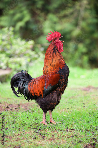 A rooster crowing in the grass
