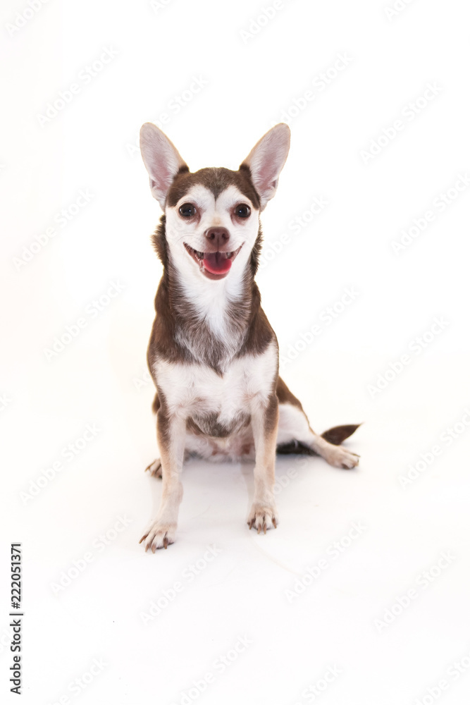 Chihuahua smiling with ears sticking up on a white background