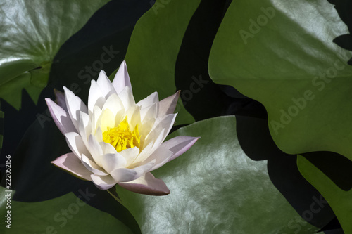 Water lily (nymphaeaceae or lily pad) in Zelazowa Wola, Mazowieckie, Poland photo