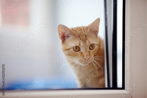 Portrait of the red cat looking out of the window.