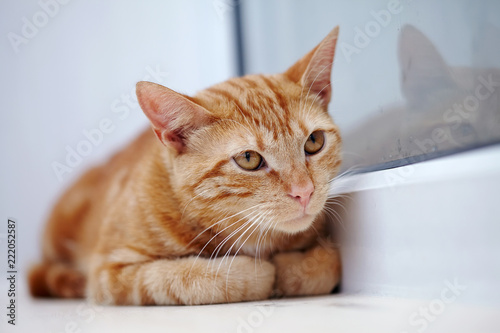 Fototapeta Naklejka Na Ścianę i Meble -  Portrait of a red cat with orange eyes.