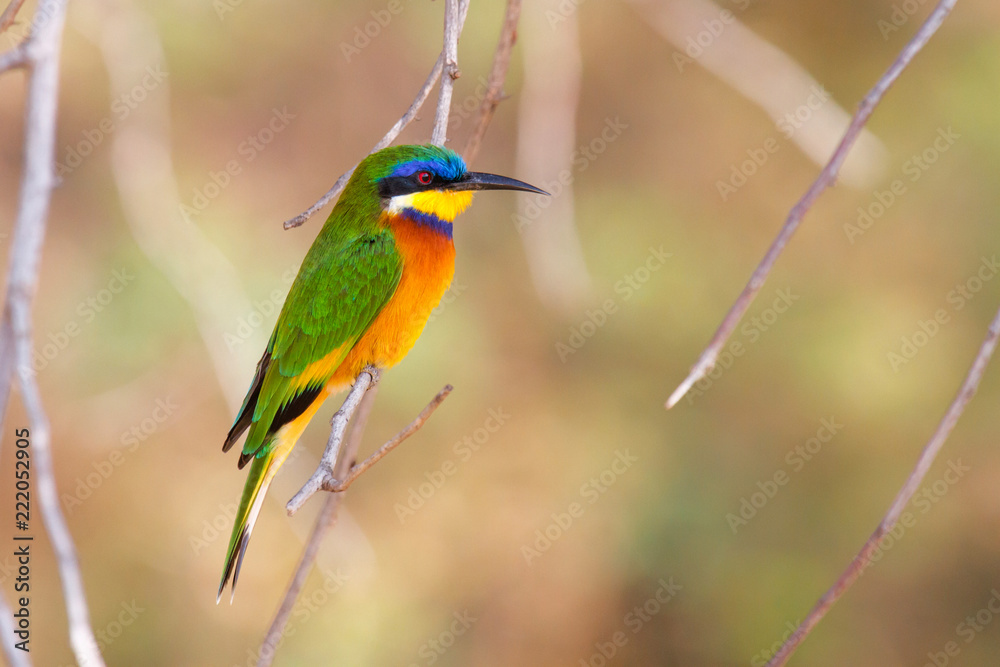 Obraz premium Blue-breasted bee-eater in Lake Langano in Ethiopia