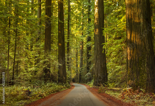 Avenue of the Giants Humboldt Redwoods State Park California, USA photo