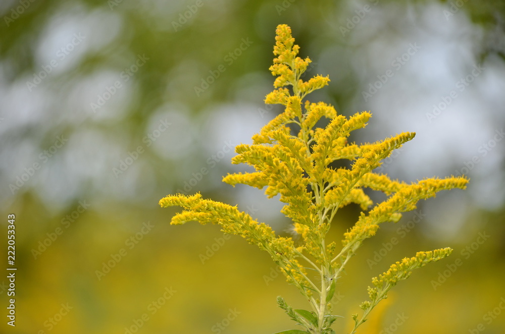 Goldenrod flowers in autumn field Goldenrod flowers in autumn field