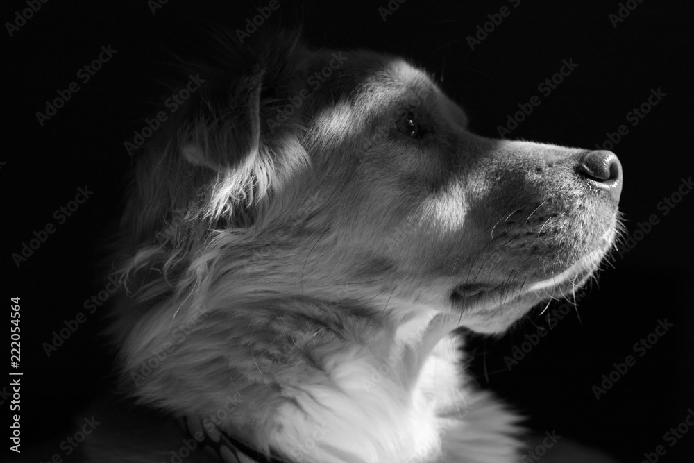 Dog Portrait b&w 