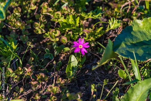 Lila Bergblume Kamtschatka