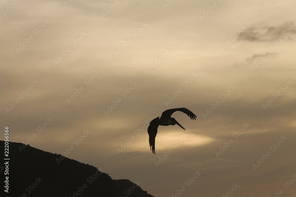 Naklejka premium Pelicans saying goodbye at sunset