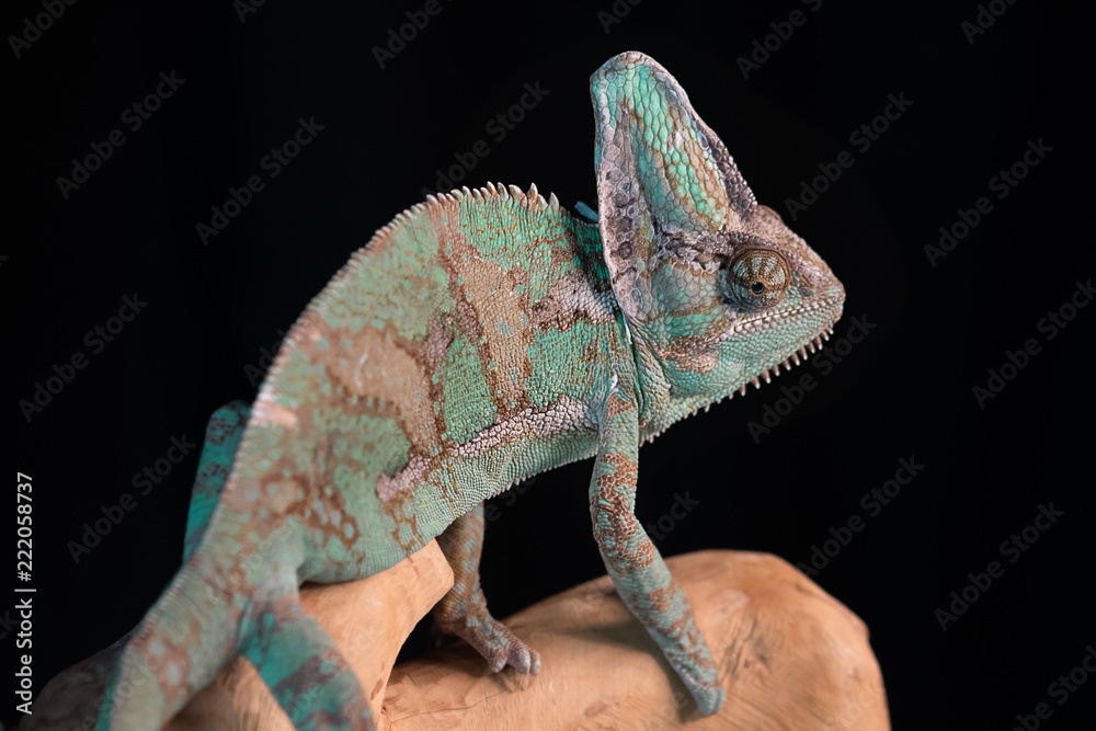 Fototapeta A close up of a yemen Chameleon standing on wood against a black background. The photograph is taken from behind and shows facing right with the eye looking at the viewer
