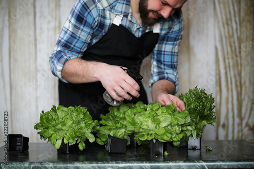 bearded man takes care of the lettuce is grown in pots at home © alexkich