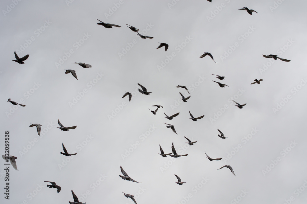 Naklejka many pigeons flying in a cloudy sky