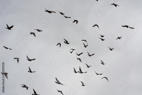 many pigeons flying in a cloudy sky