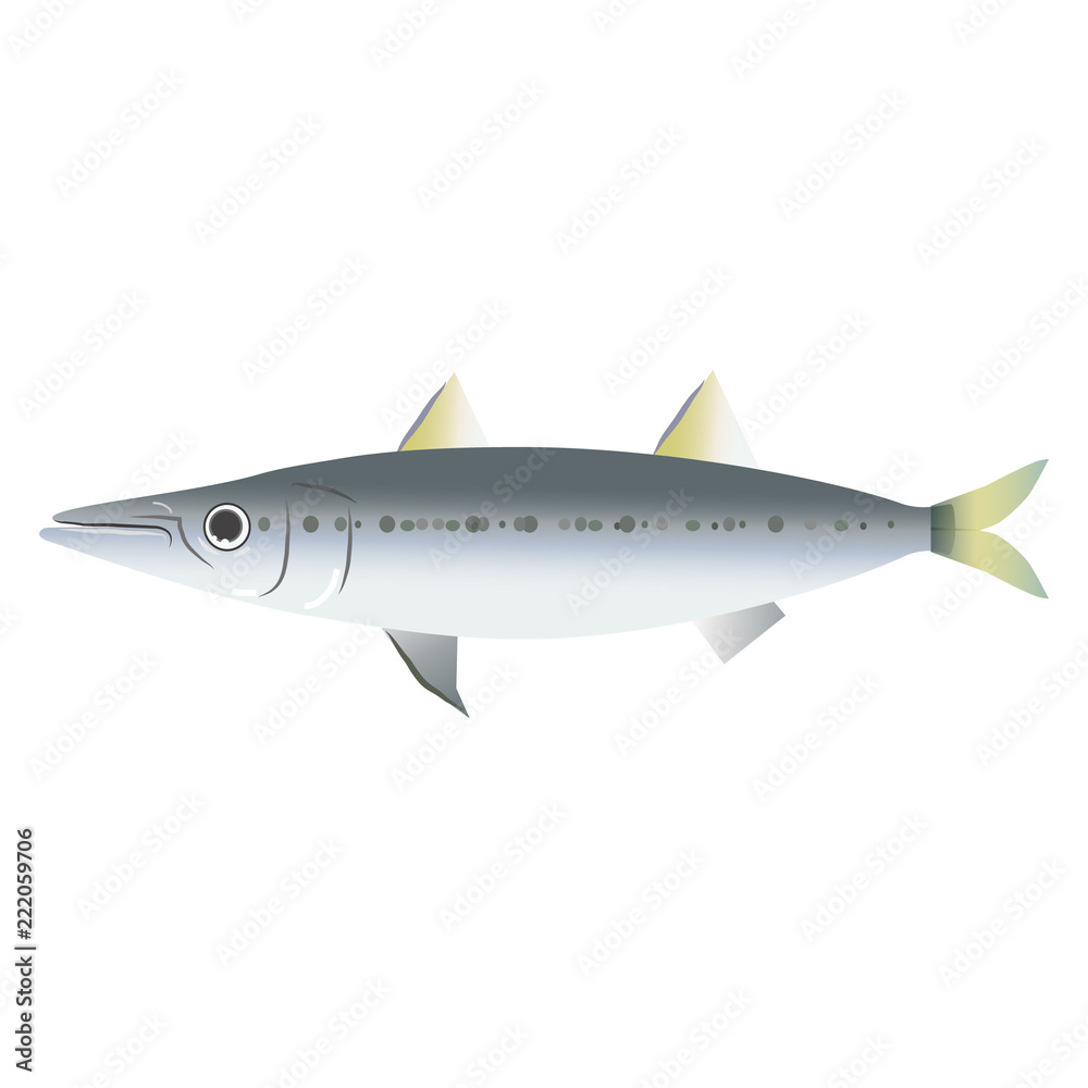 ヤマトカマス Images Browse 3 Stock Photos Vectors And Video Adobe Stock