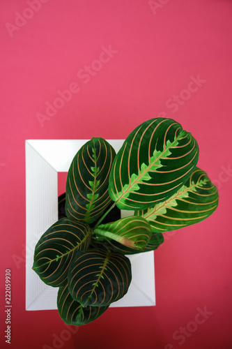 Creative layout made with calathea colorful green and purple leaf and white frame on red pink background. Calathea Maranta, Red Prayer plant. Tropical foliage.