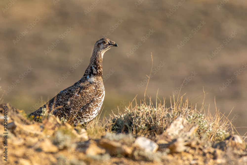 A Greater Sage Grouse on the Colorado High Desert A Greater Sage Grouse on the Colorado High Desert