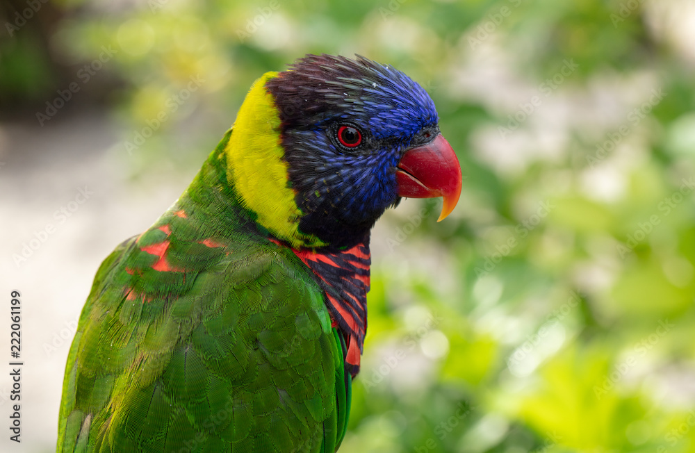 Naklejka premium vibrant lorikeet pauses for a colorful picture