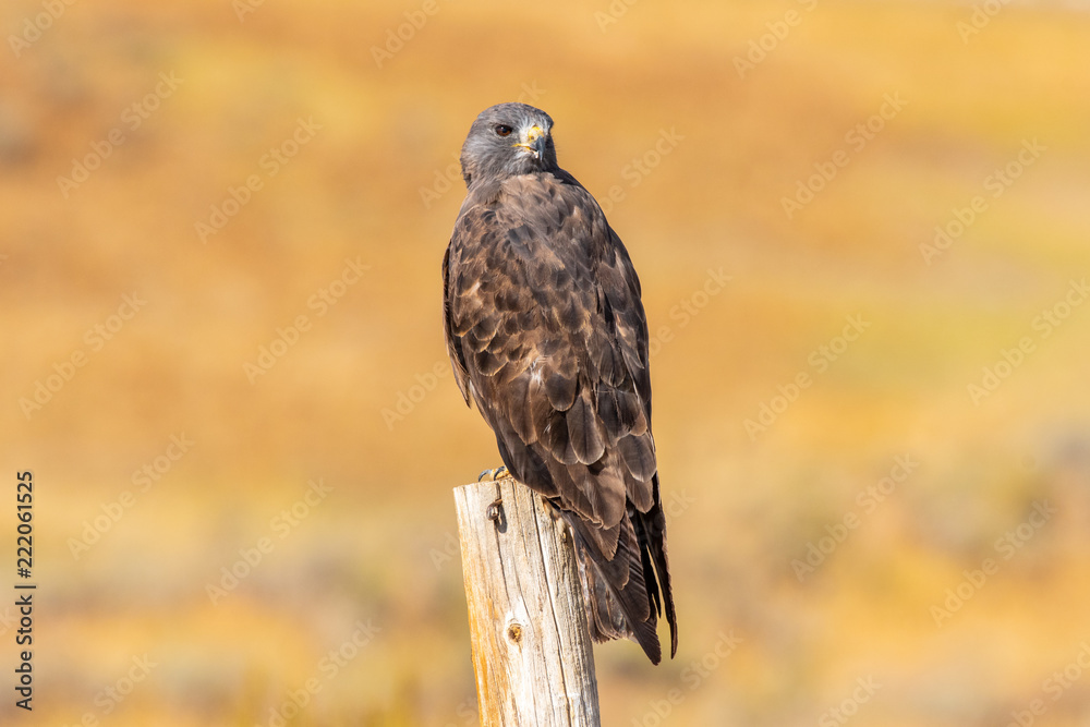 Fototapeta premium A Beautiful Red-tailed Hawk Perched on a Fence Post