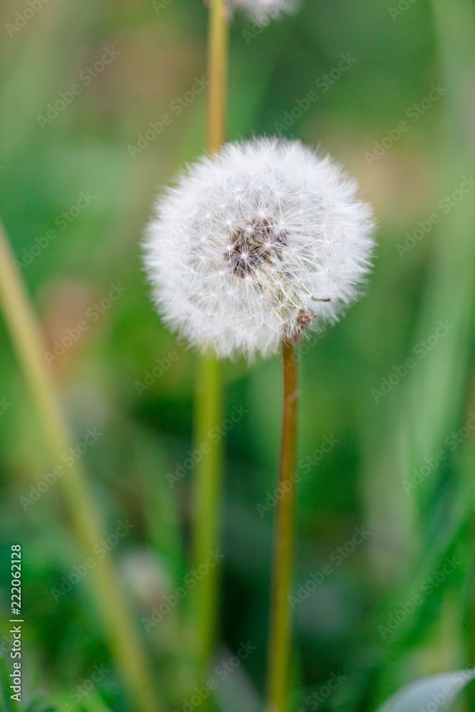 Dandelion blowball