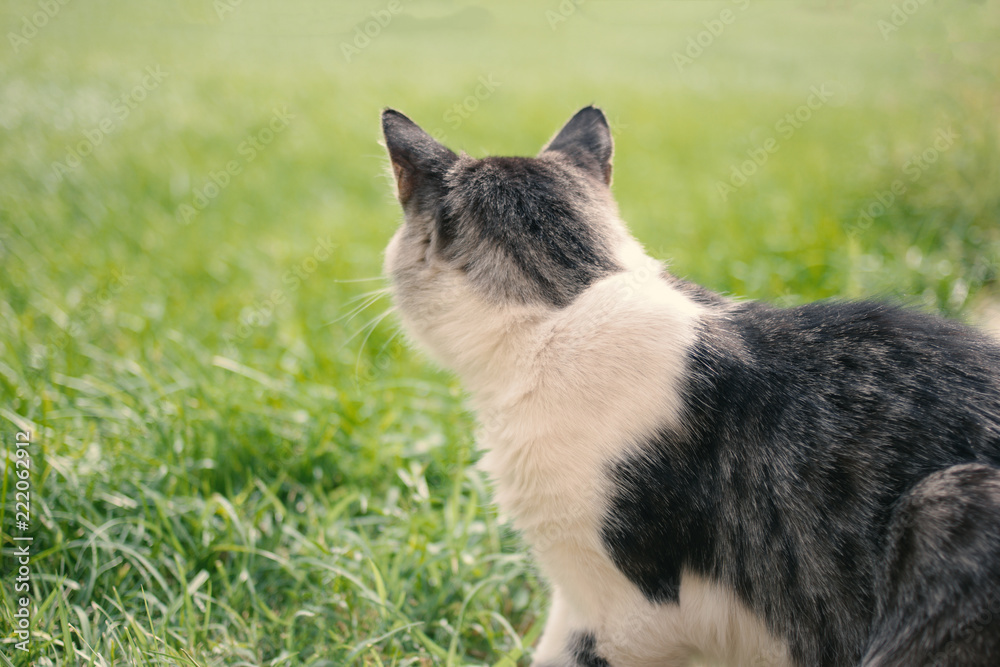 Tabby and white cat turned away sitting on the green grass concept of animal adoption and homeless
