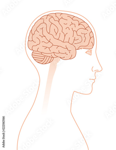 横向きの脳のイメージ