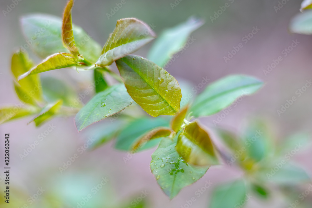 Green branch isolated with blurry background Green branch isolated with blurry background