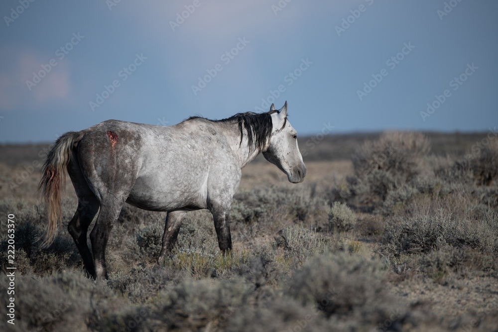 Obraz premium Wild Mustang Stallion with Wound